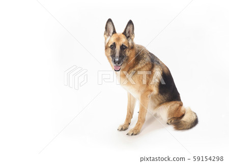 坐在德國牧羊犬 坐在德國牧羊犬 59154298