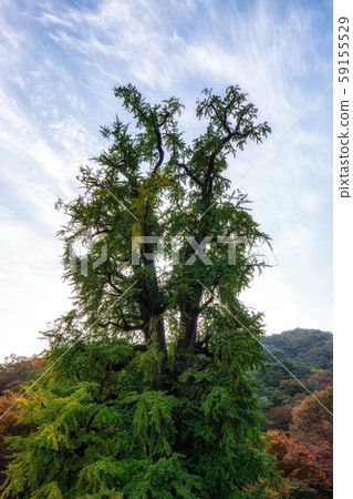 yongmunsa gingko tree in autumn yongmunsa gingko tree in autumn 59155529
