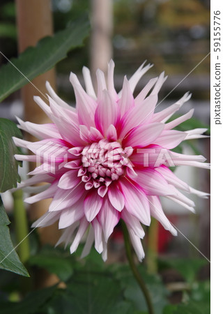 Dahlia Tsumui dance Dahlia Tsumui dance 59155776