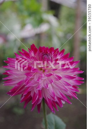 Dahlia Precious 59155780