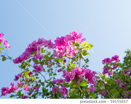 Blooming  bougainvillea - Stock Photo [59155857] -  PIXTA