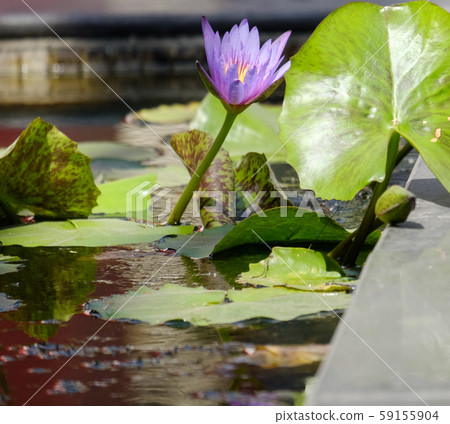 water lilly flower in pond, lotus flower water lilly flower in pond, lotus flower 59155904