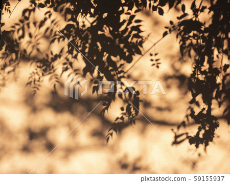 Tree leaves Silhouette shadow on wall sunlight Natural background 59155937