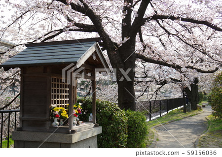 Kyoto Sakuranoji 59156036