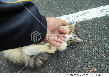 Cat, stray cat, mackerel white, kitten, Maki-chan, October, relax, curl, curly hair 59156038