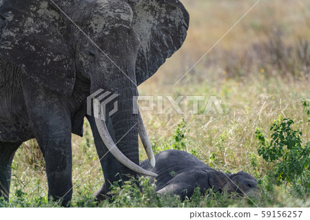 African elephant African elephant 59156257