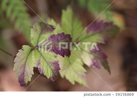 leaf leaf 59156869