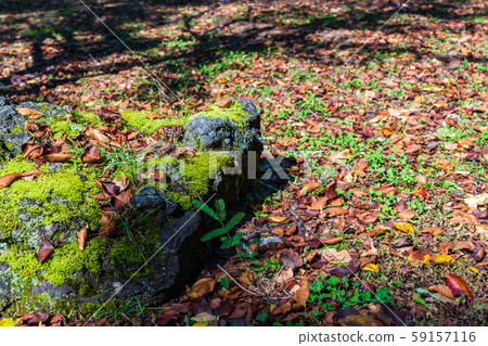 Nature image 59157116