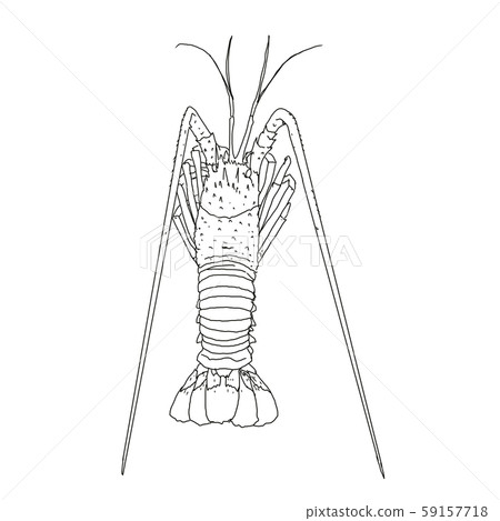 伊勢蝦線描 59157718