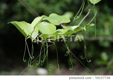 Vines Vines 59157736