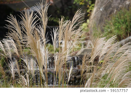 芒草 芒草 59157757