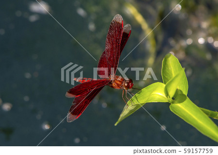 Akujisobekko dragonfly 59157759