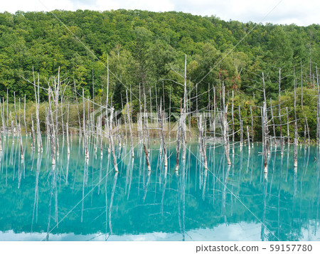 美瑛青池 美瑛青池 59157780