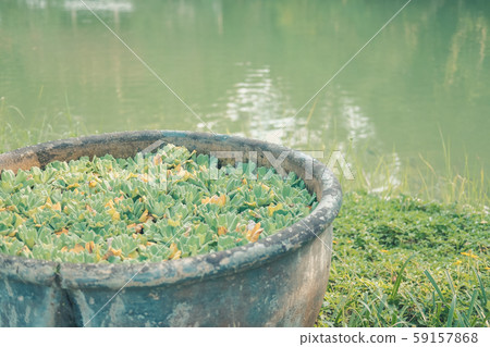 water lettuce aquatic plant floating on water. water lettuce aquatic plant floating on water. 59157868