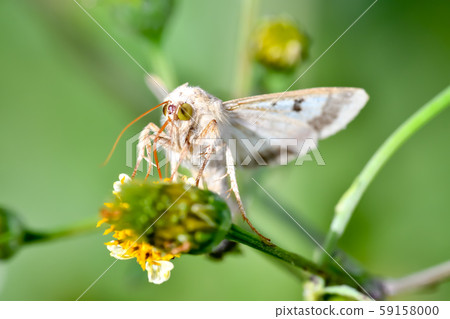 巨型煙草 59158000