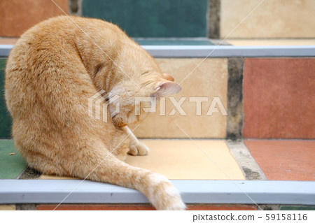 orange cat tabby feline lying resting on stairs 59158116