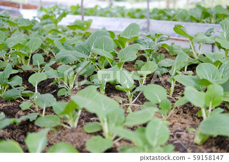 plant growing in farm. vegatable plantation  in garden 59158147