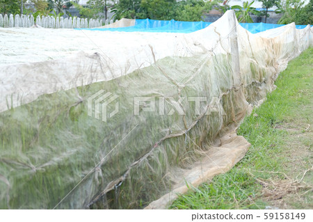 rice paddy field covering with net for preventing birds rice paddy field covering with net for preventing birds 59158149