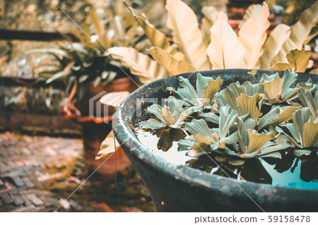 water lettuce aquatic plant floating on water. water lettuce aquatic plant floating on water. 59158478