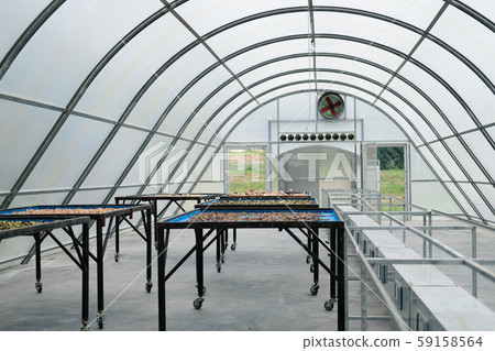 herb spice drying in sun solar dryer greenhouse by sunlight. herb spice drying in sun solar dryer greenhouse by sunlight. 59158564