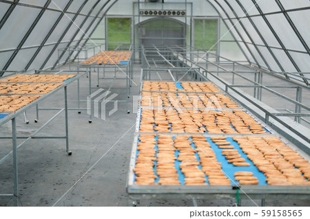 banana drying in sun solar dryer greenhouse by sunlight. banana drying in sun solar dryer greenhouse by sunlight. 59158565