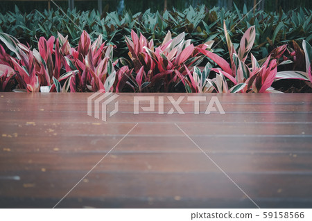 red green plant leaves & wooden floor red green plant leaves & wooden floor 59158566
