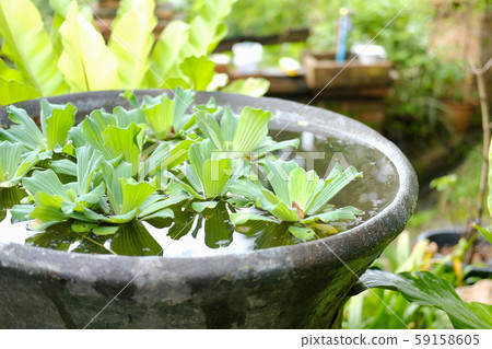 water lettuce aquatic plant floating on water. water lettuce aquatic plant floating on water. 59158605