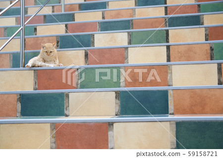 orange cat tabby feline lying resting on stairs 59158721
