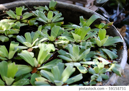 water lettuce aquatic plant floating on water. 59158731
