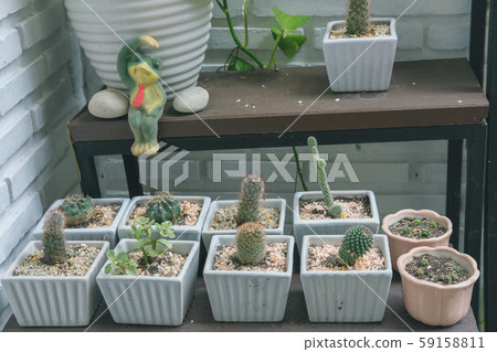 succulent cactus plant in pot decorating near white brick wall succulent cactus plant in pot decorating near white brick wall 59158811