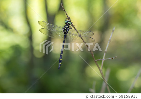 無霸勾蜓 59158913