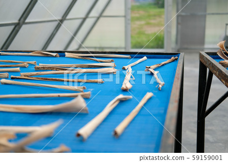 herb spice drying in sun solar dryer greenhouse by sunlight. herb spice drying in sun solar dryer greenhouse by sunlight. 59159001