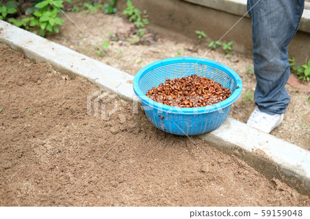 farmer growing plant tree seedling on fertile soil. farmer growing plant tree seedling on fertile soil. 59159048