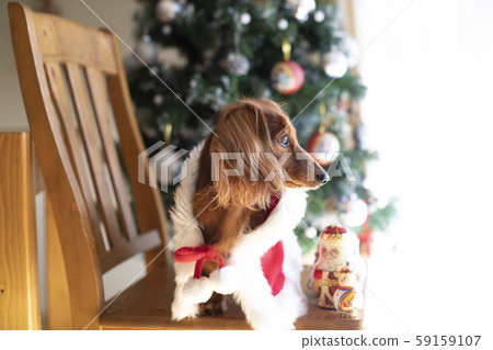 達克斯獵犬享受聖誕節 59159107