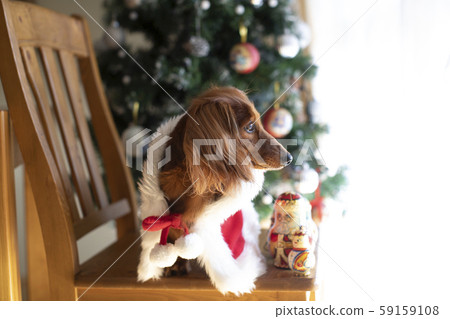 達克斯獵犬享受聖誕節 達克斯獵犬享受聖誕節 59159108