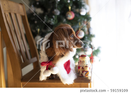 達克斯獵犬享受聖誕節 達克斯獵犬享受聖誕節 59159109