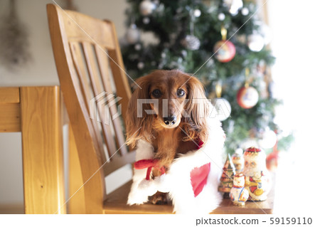 達克斯獵犬享受聖誕節 達克斯獵犬享受聖誕節 59159110
