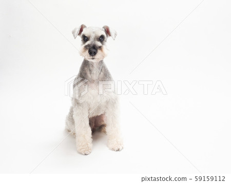 坐著的迷你雪納瑞犬 坐著的迷你雪納瑞犬 59159112