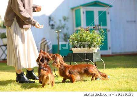 Dachshund playing in the garden 59159125