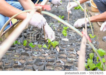 hand growing teak plant tree in bag 59159245