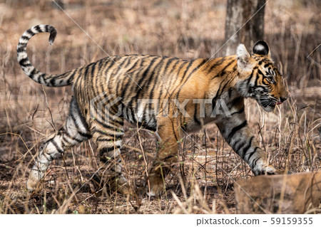 Fearless and bold female tiger cub playing alone and coming head on in absence of her mother at ranthambore national park, rajasthan, india - panthera tigris 59159355