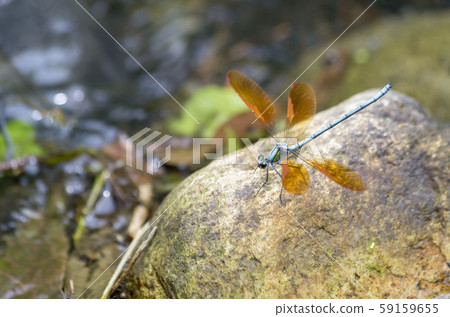 Damselfly Damselfly 59159655