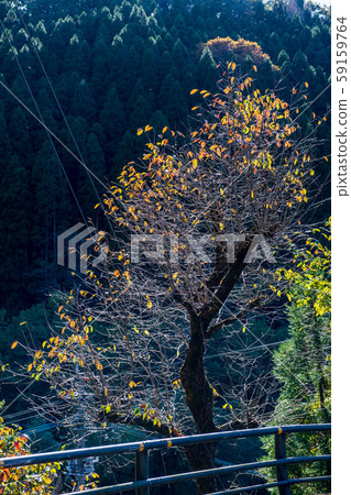 Autumn leaves Autumn leaves 59159764