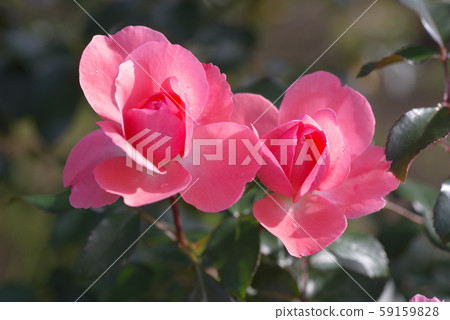 玫瑰花園法國 59159828