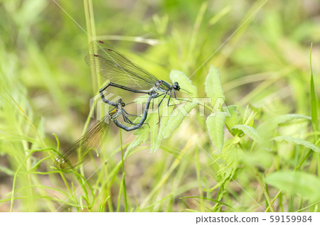 Damselfly 59159984