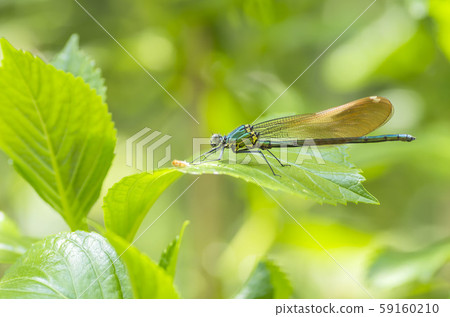 Damselfly Damselfly 59160210