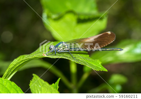 Damselfly Damselfly 59160211