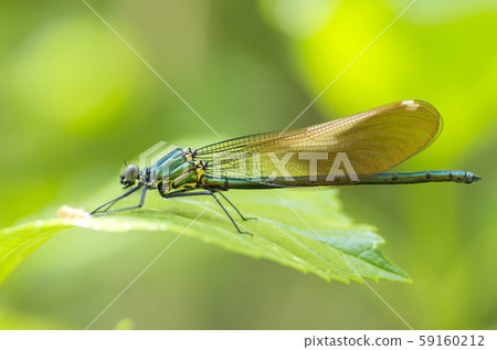 Damselfly Damselfly 59160212