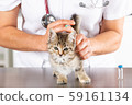 Veterinary clinic with a kitten 59161134