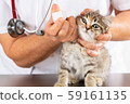 Veterinary clinic with a kitten 59161135